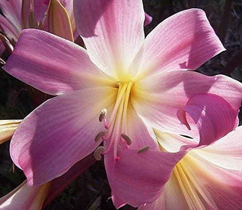 Pink Belladonna Lily - Naked Lady Lilies - FRAGRANT! 3 Big Bulbs-12/14CM