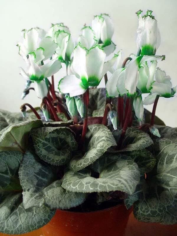 Ritz Farming� Cyclamen flower bulbs White & green mix for your Home & Gardening Pack of 1