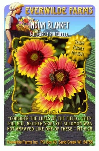 QQCherry Everwilde Farms - Indian Blanket Native Wildflower Seeds - Jumbo Seed Packet (500)
