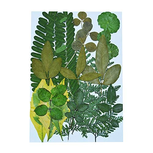 UOKWIWI Real Dried Pressed Flowers Assorted Colorful Daisies Leaves Hydrangeas for Art Craft DIY - 1 Pack Size 9