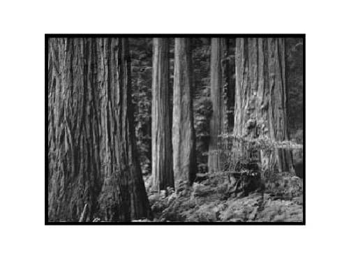 Ansel Adams - Redwood Grove Art Print LG Matted