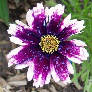 Saavyseeds Purple Cream Coreopsis Seeds - 55 Count