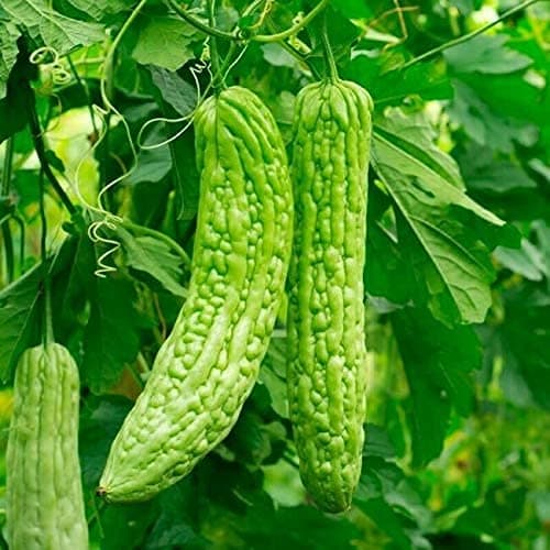 50+ Balsam Pear Bitter Gourd Seed Melon Momordica charantia Vegetable Plant Garden