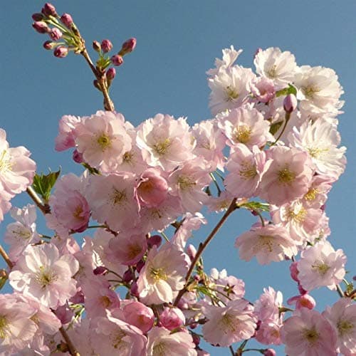 Prunus 'Accolade' Tree - Flowering Cherry - in a 10lt Pot (Live Plants)