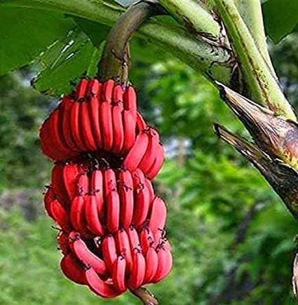 Cloud Farm Live Plant Rare Dwarf Musa Red Banana Bareroot For Planting High Yield Ornamental All Season (1 Healthy Live Fruit Plant) CF_59