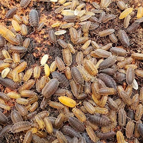 NutriCricket Live Premium Scaber Color Mix Isopods