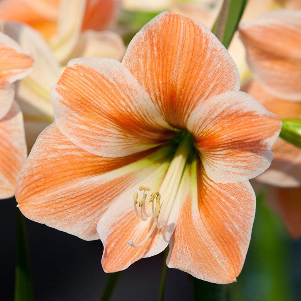 Amaryllis Apricot Parfait Set of 2 Bulb,Sweet Monolayer Dreamy Amaryllis Bulbs, Orange Yellow Hippeastrum,Christmas Flower!