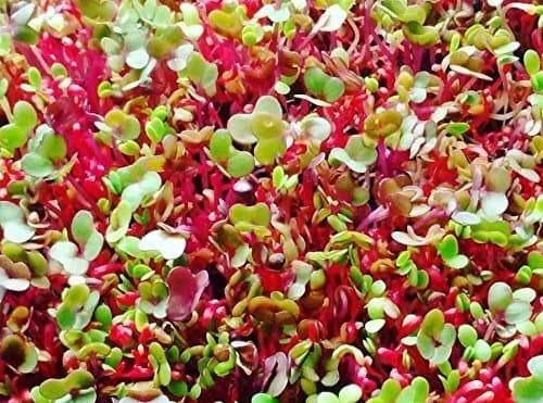 Sprout Life Mardi Gras Mix Microgreen & Sprouting Seeds 1/2-lb (Amaranth, Kohlrabi, & Clover) with Wooden Seed Scoop. Plus Healthy Sprout Recipe eBook