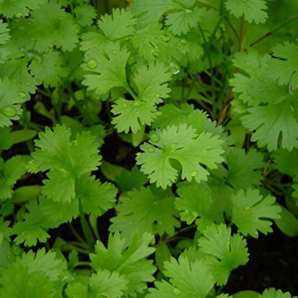 Kraft Seeds by 10 CLUB Vegetable Coriander Seeds for Home Gardening (2 Packets , 10gm each) | Leafy Winter Vegetable Seeds | Organic Dhania Leaves Seeds