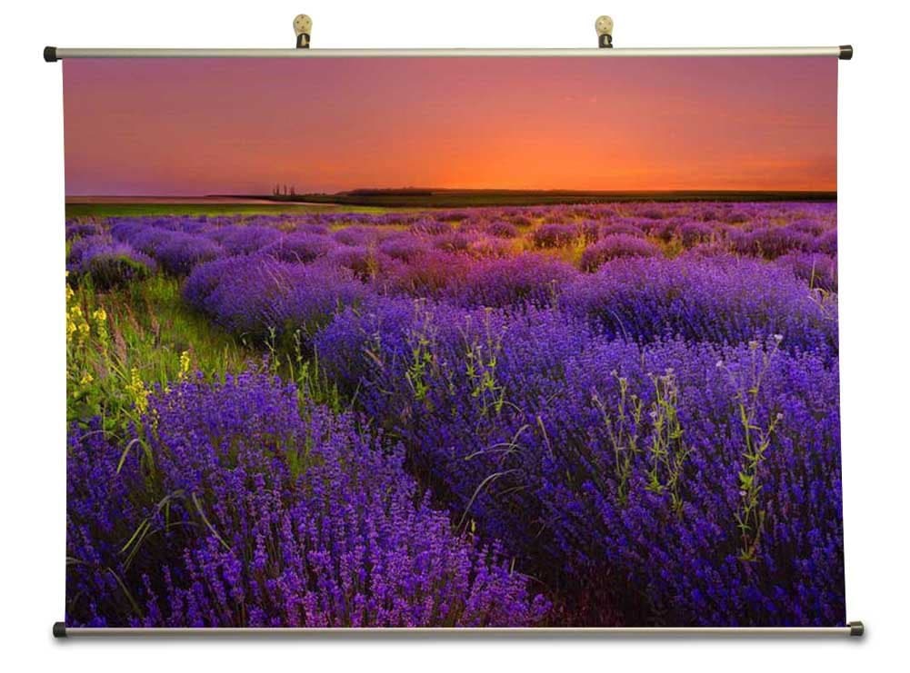 Lavender field - Canvas Wall Scroll Poster (60x80 cm)