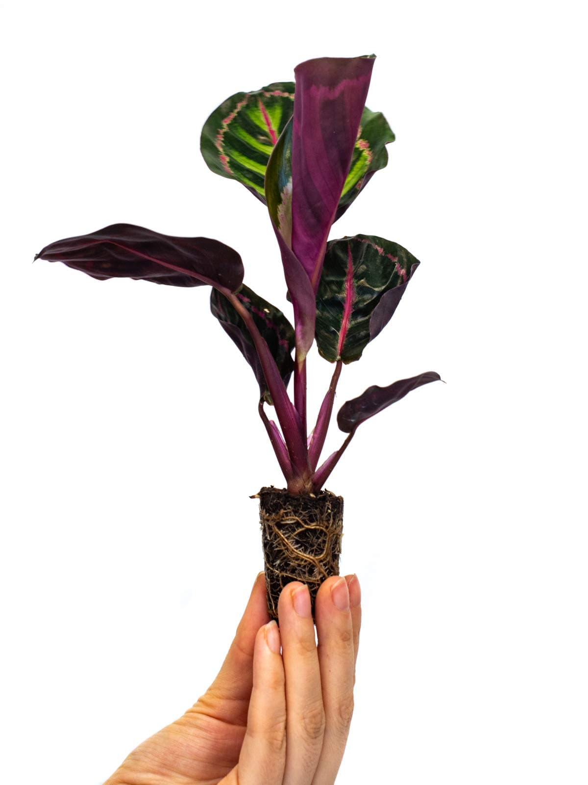 Calathea Roseopicta ?Dottie