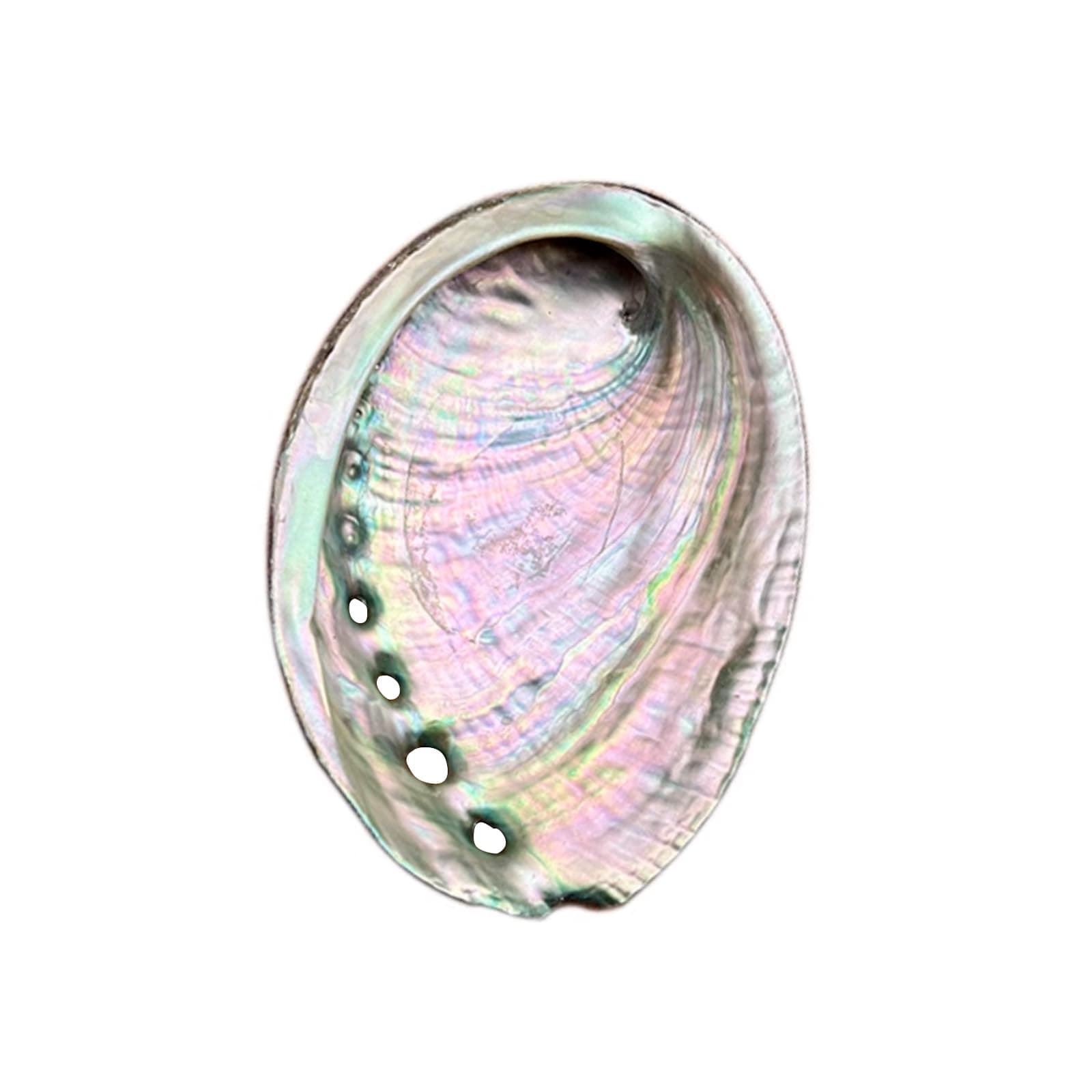 Large Abalone Shell Bowl 4-4.5 Inch Natural Smudge Bowl for Sage Burning and Incense Sea Shell Smudging Bowl for Decor and Display