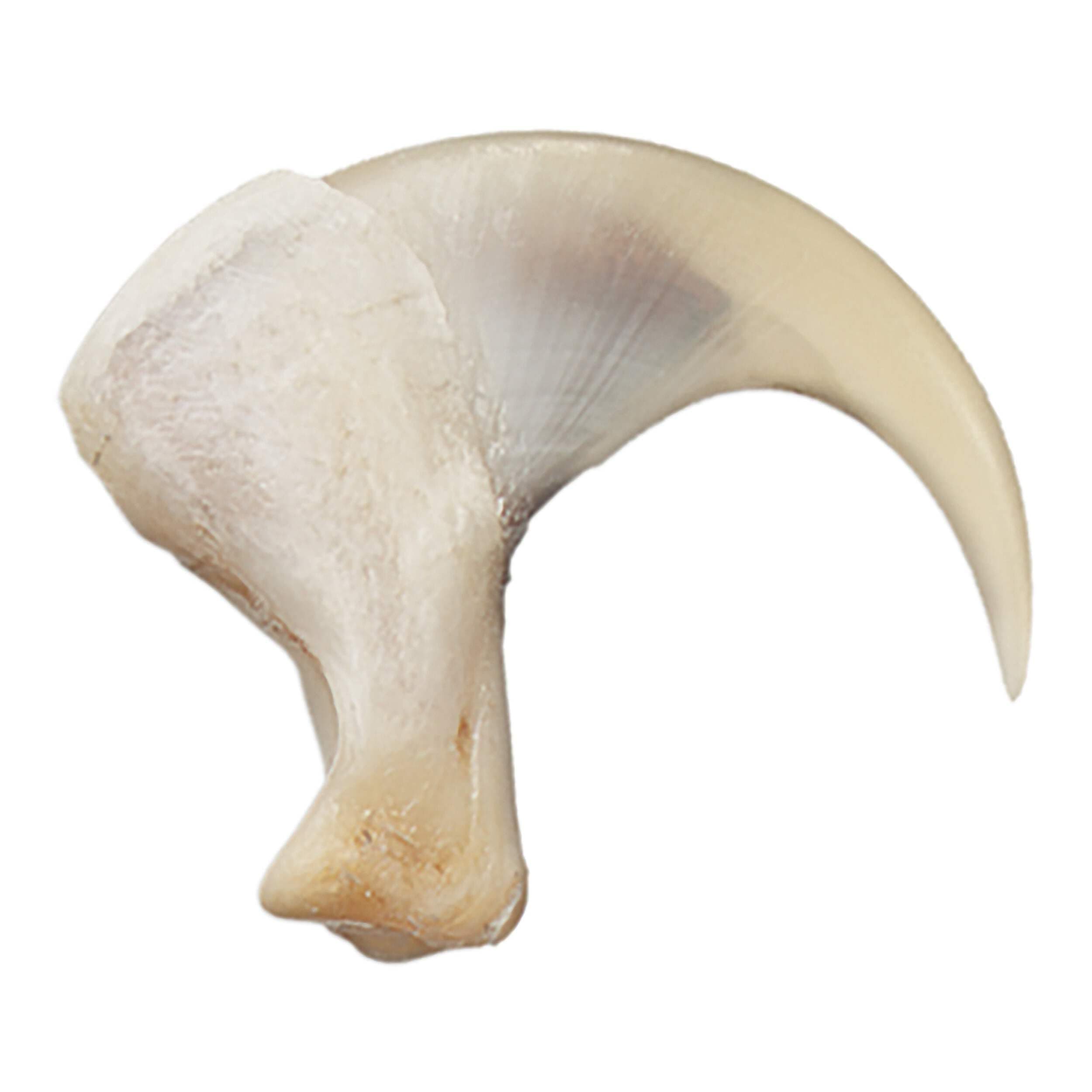 Skulls Unlimited Real Bobcat Claw – Model Animals Specimen for Science Education(2.5cm) Default Title