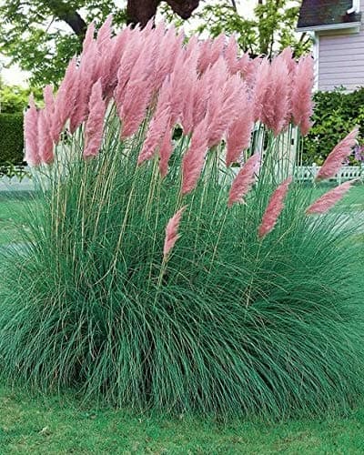 Pampas Grass 'Cortaderia Rose' Perennial Garden Plug Plants Pack x6