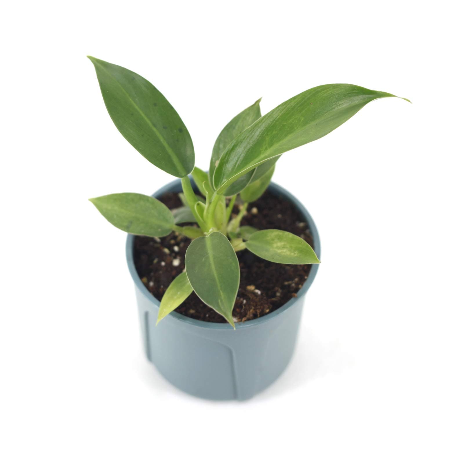 Philodendron Wendlandii(S)