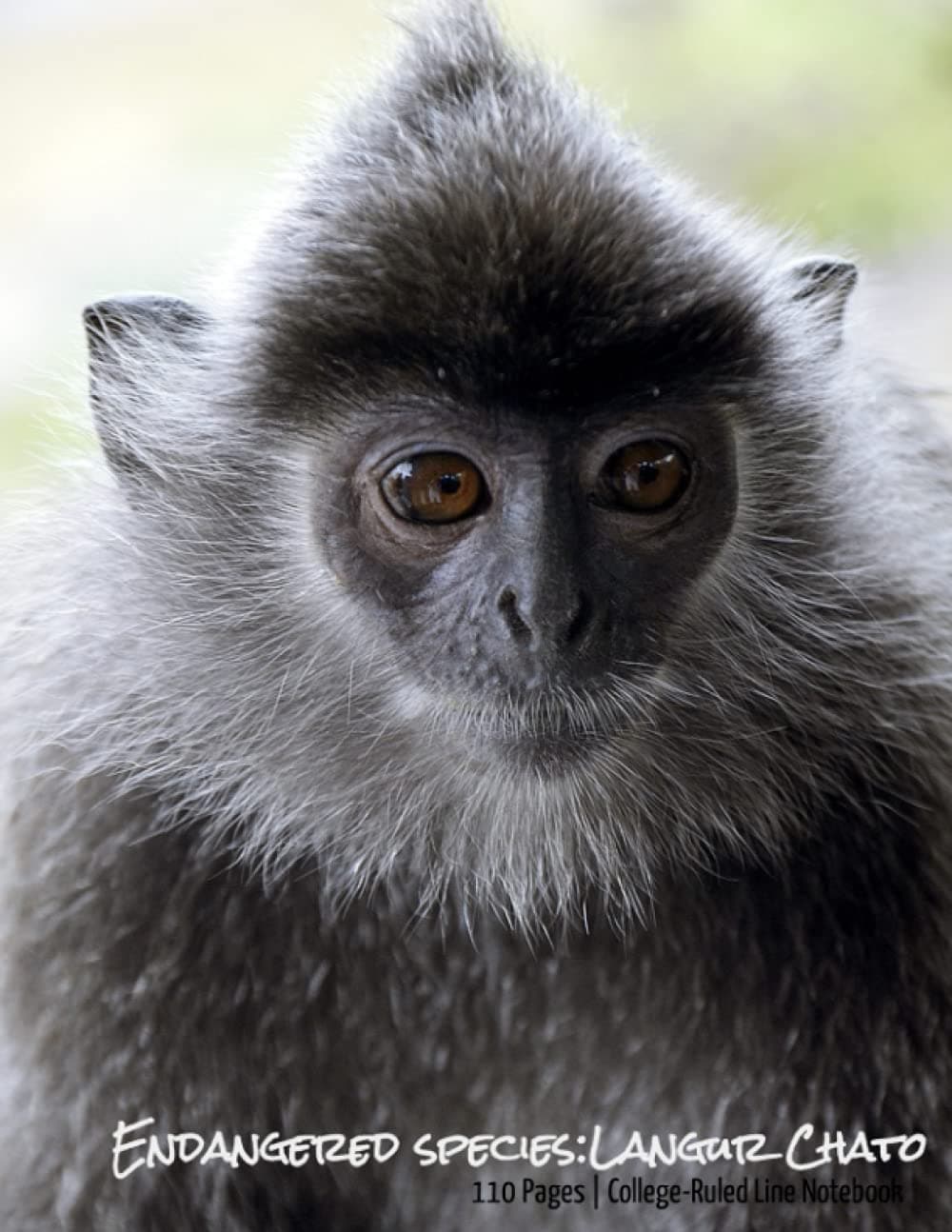 Langur Chato Notebook | 8 1/2 x 11 College Ruled Notebook: Endangered Animal Species Series