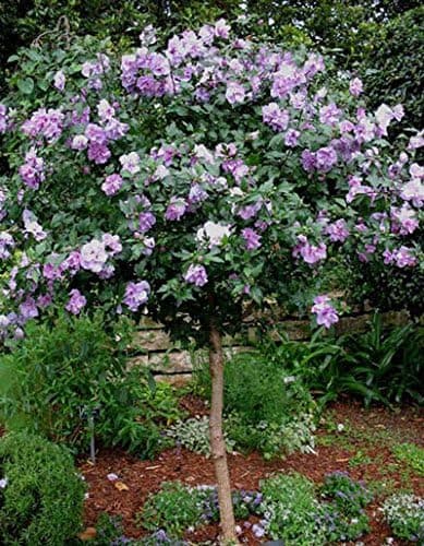 Brighter Blooms - Lavender Rose of Sharon Althea Tree, 3-4 ft. - No Shipping to AK, AZ, HI, OR