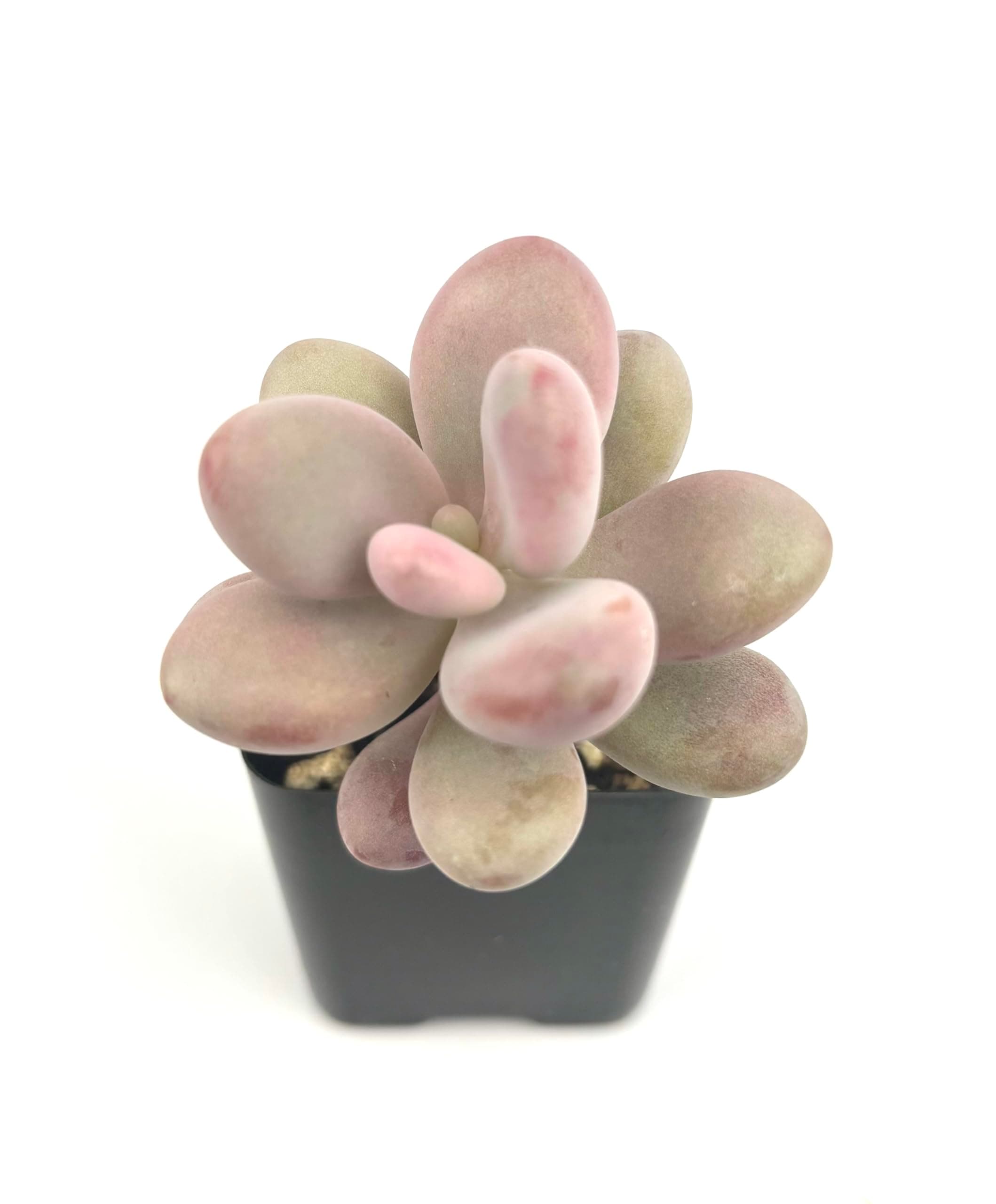 Pink Moonstone Succulents Pachyphytum Oviferum Roseum in 2" Pot