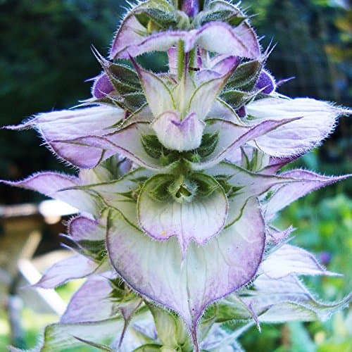 Eden Brothers Clary Sage Seeds - Bluish-White