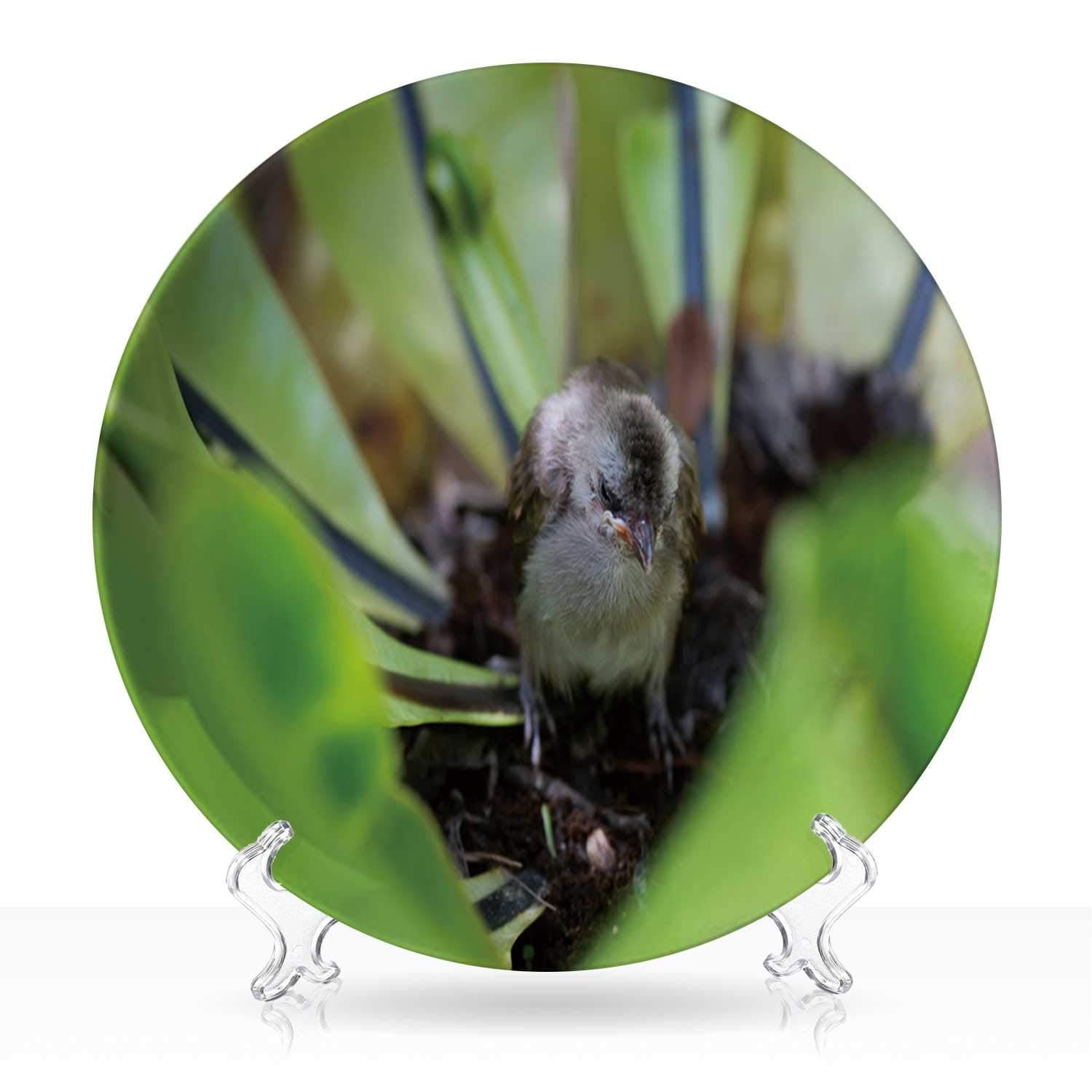 Fledgling bulbul bird in nature,Outer Space Ceramic Decorative Plate 7 inch 8"Inch
