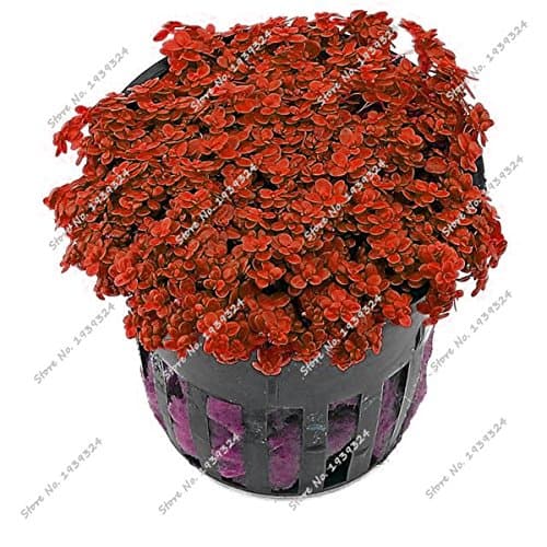 200 Pcs/Bag Exotic Colorful Aquarium Plants Seeds Mini Dwarf Pearl Plants Aquarium Grass Seed Fish Tank Ornamental Aquatic Water