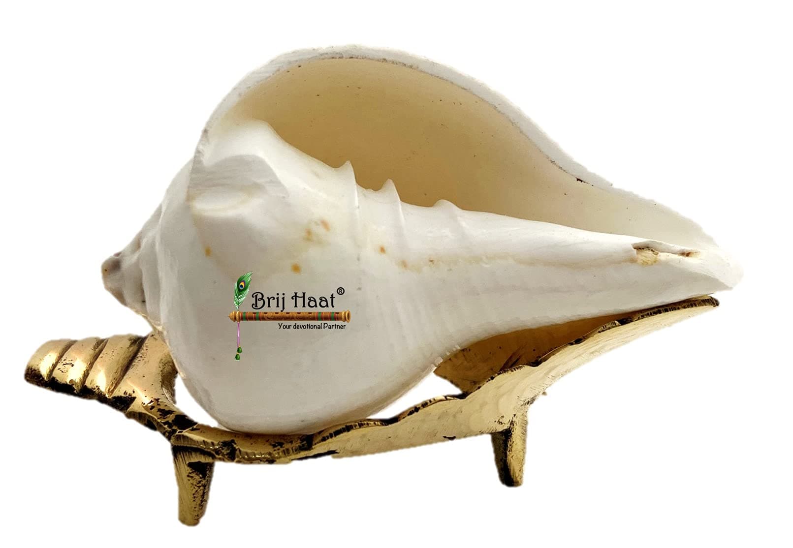 BRIJ HAAT Natural vamavarti (Vishnu) shankh Conch Shell with Brass Stand for Pooja (3 inch)