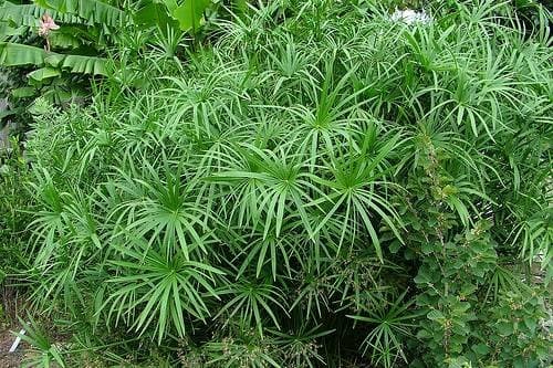 TROPICA - Umbrella Plant/Umbrella Sedge (Cyperus alternifolius syn. Cyperus involucratus) - 250 Seeds - Aquatic plants