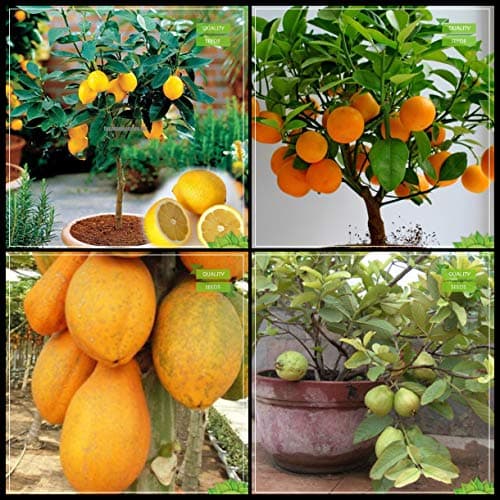 Creative Farmer Air Purifying Combo Fruit Bonsai Suitable : Citrus Seeds, Orange, Papaya, Kilo Pera Bonsai SuitableFor Gardening