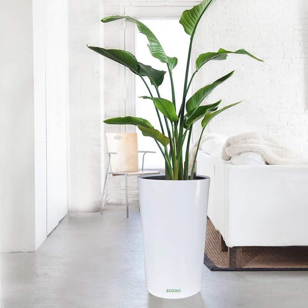 ECO365 Self Watering Decor Planter Oval Pot (Gloss White) with Water Level Indicator Suitable for Indoor & Outdor Plants | Easy Plant Care Material & Stylish Look (23 * 50 cm)