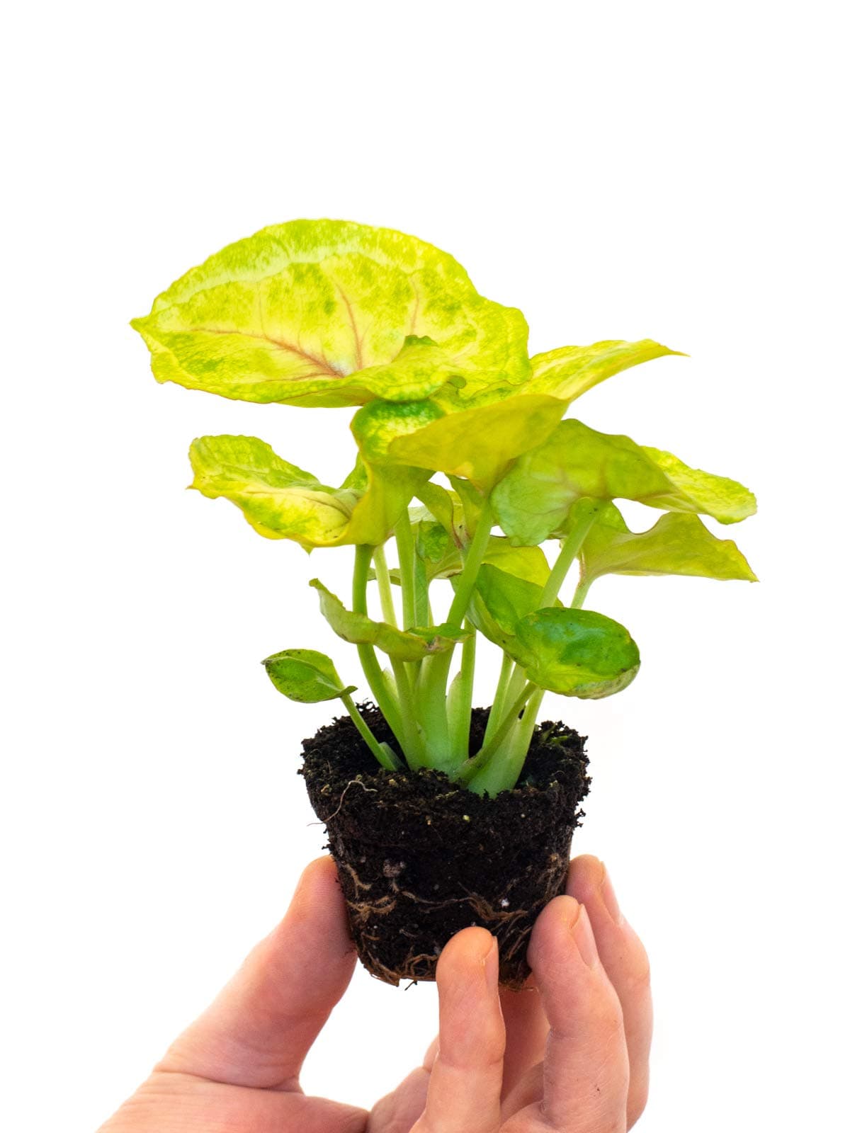 Syngonium Mango Allusion