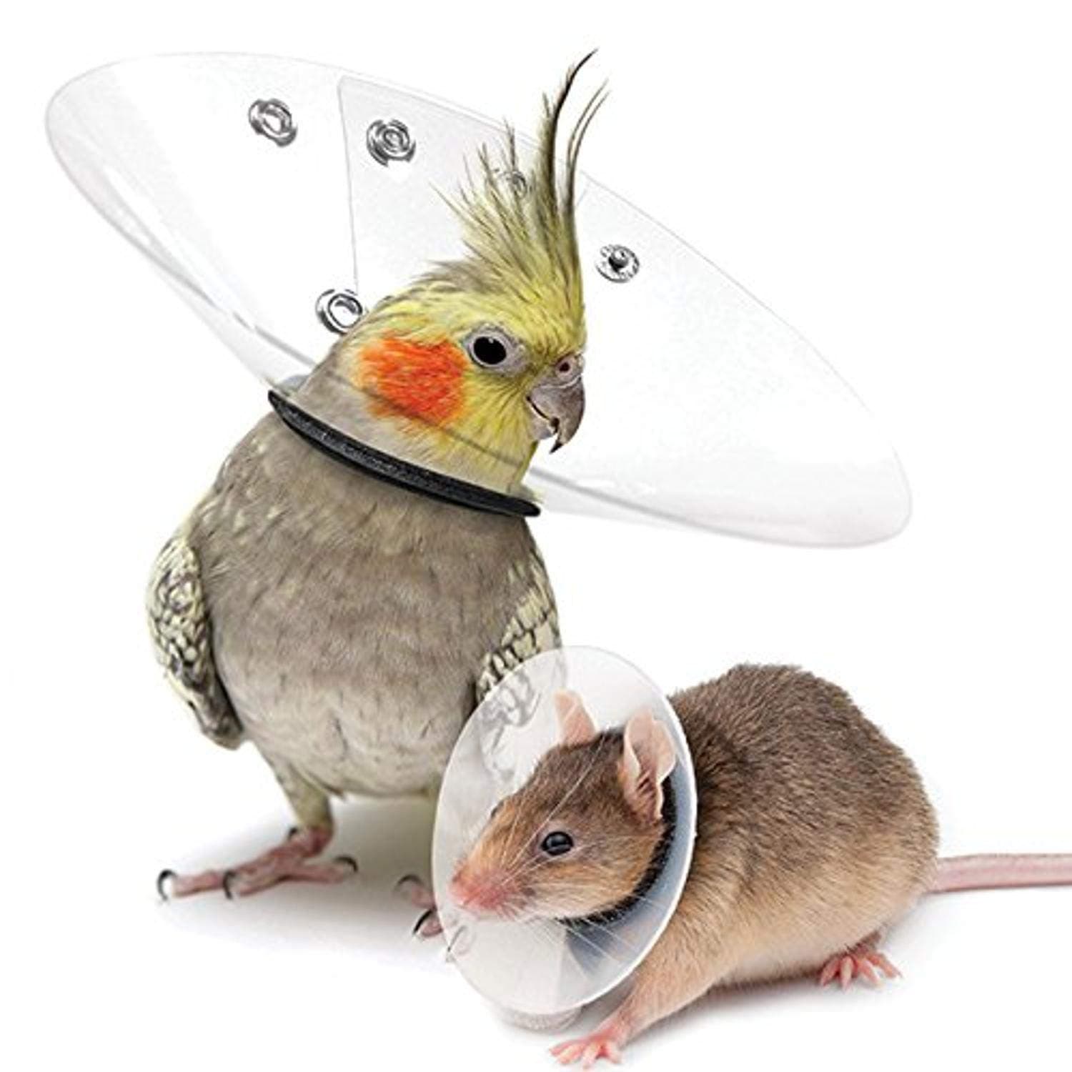 Saf-T-Shield Recovery Collar for Rodents, Fits 2.25" to 3" Neck/3.75" Diameter