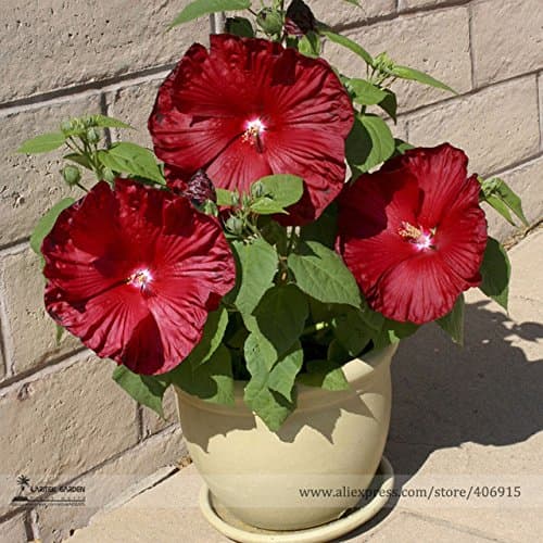 Brend New!!! Honeymoon Deep Red Hibiscus Seeds, Professional Pack, 20 Seeds / Pack, The Darkest, Most Velvety Red Ever Bonsai Flower