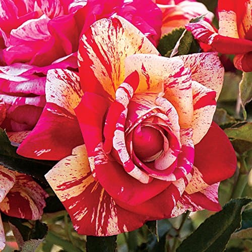 Saavyseeds Daring Spirit Rose Seeds - 11 Count - Fragrant Rose Bush