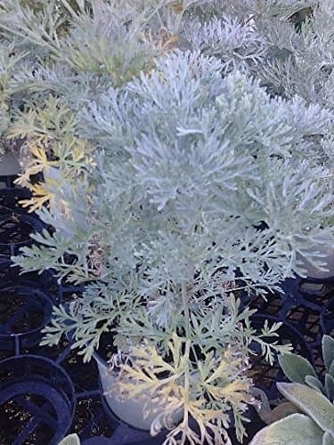 Wormwood Herb - 1 Plant - 8" Tall - Ship in 4" Pot