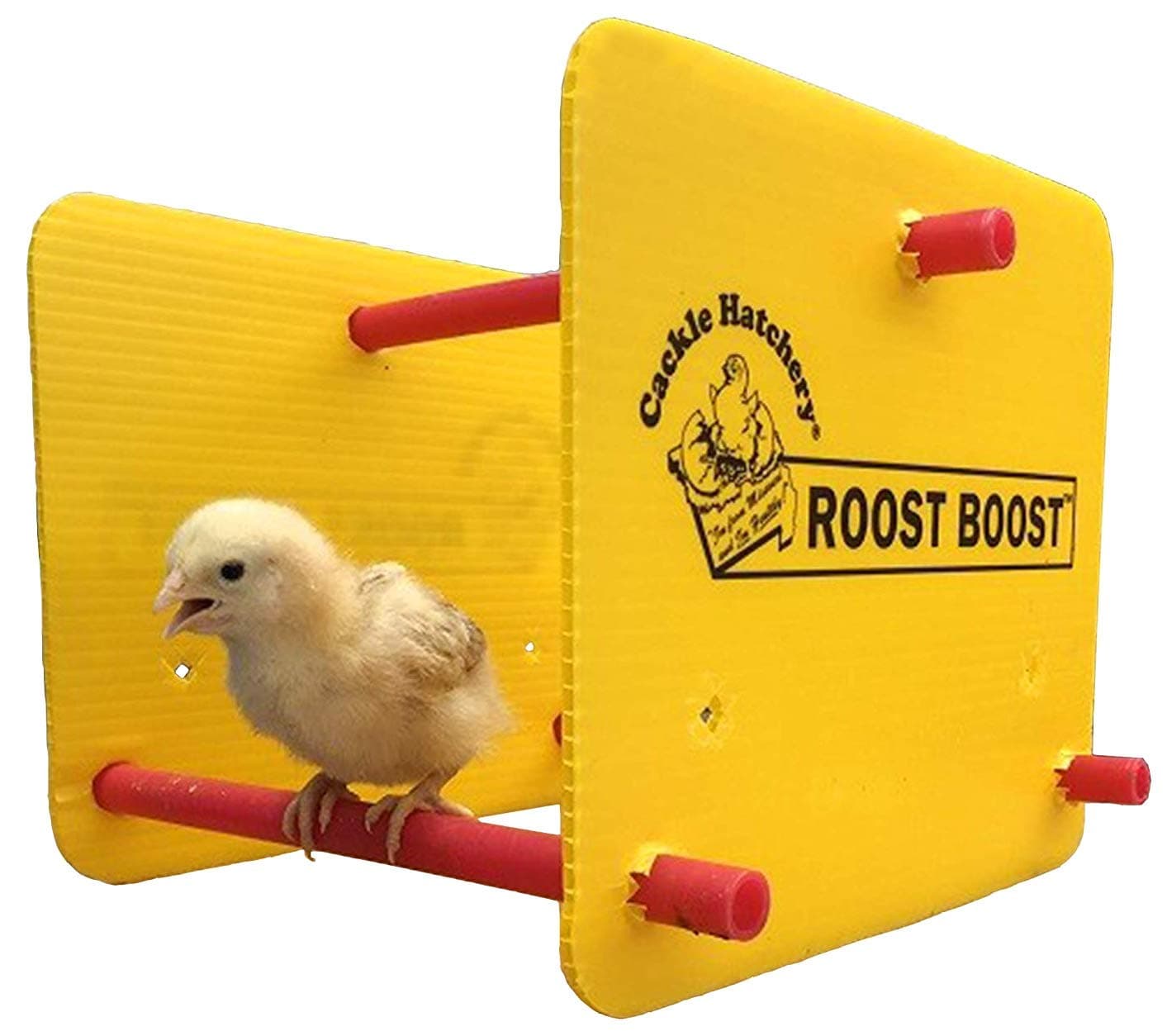 Cackle Hatchery Roost Boost - Training Roost for Brooder Chicks