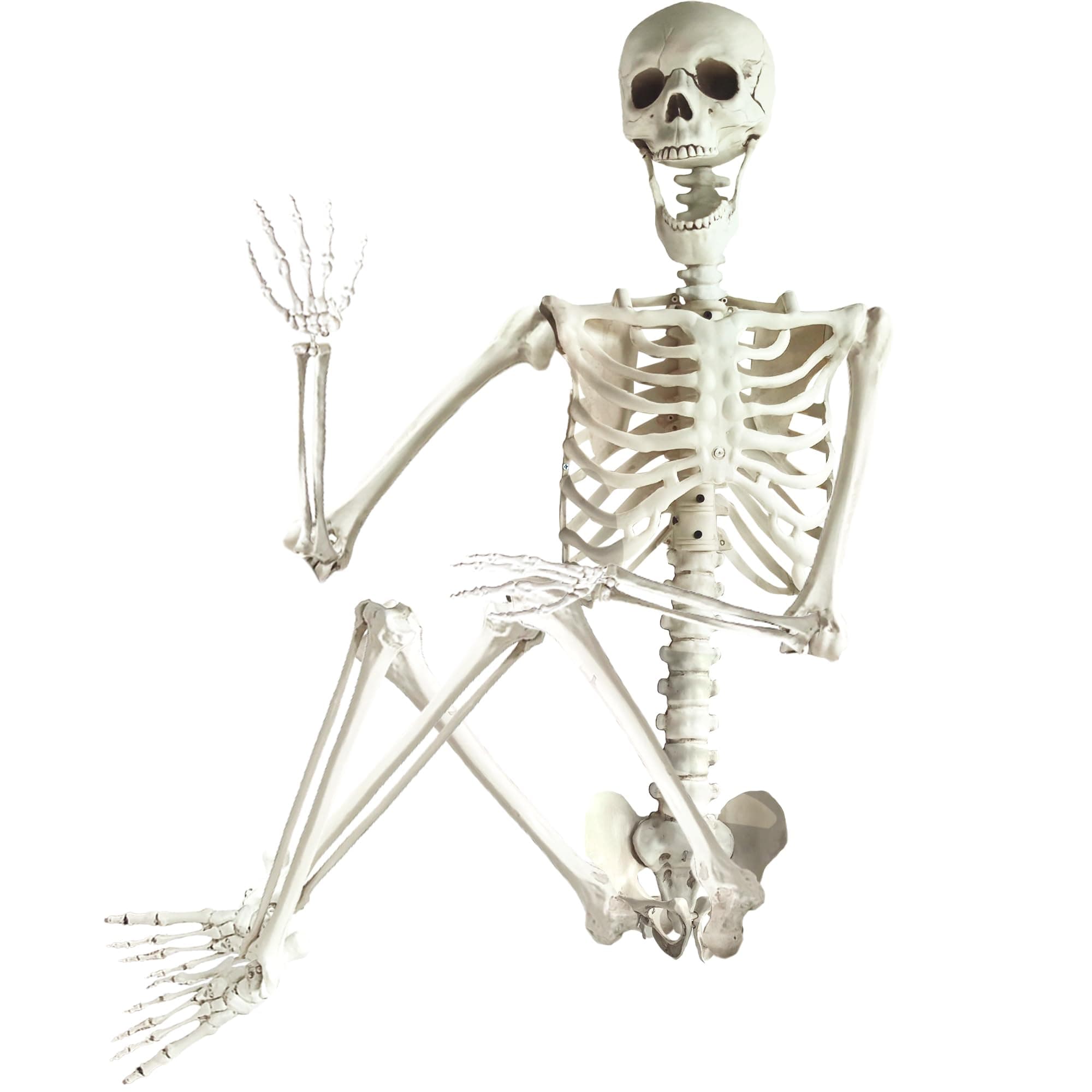 ArtCreativity 6ft Halloween Skeleton Decor - Life Size Skeleton for Indoor and Outdoor Decorations - Fully Articulated Posable Skeleton - Decoration for Halloween, Day of The Dead, Biology Lab