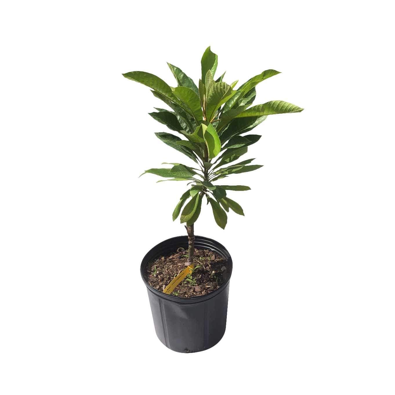 Mamey Sapote Viejo Tree, Grafted, for Sale, 3-Gal Container from Florida