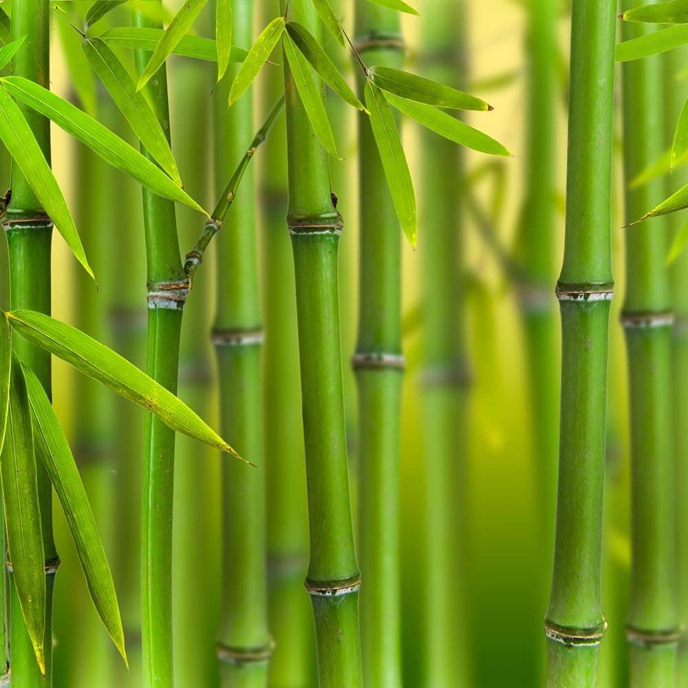 YouGarden Green Bamboo, Phyllostachys bissettii, Established Plant in 3L Pot, 50-70cm Tall and Ready to Plant