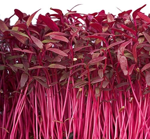 Earthcare Seeds Amaranth Red Garnet 3000 Seeds (Amaranthus Tricolor) Heirloom - Non GMO