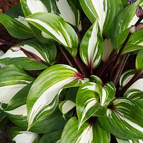 Raspberry Sundae Hosta - Perennial Shade Garden Flower Bulb Root, Green and White Leaves, Grows Year After Year - Attracts Butterflies and Hummingbirds