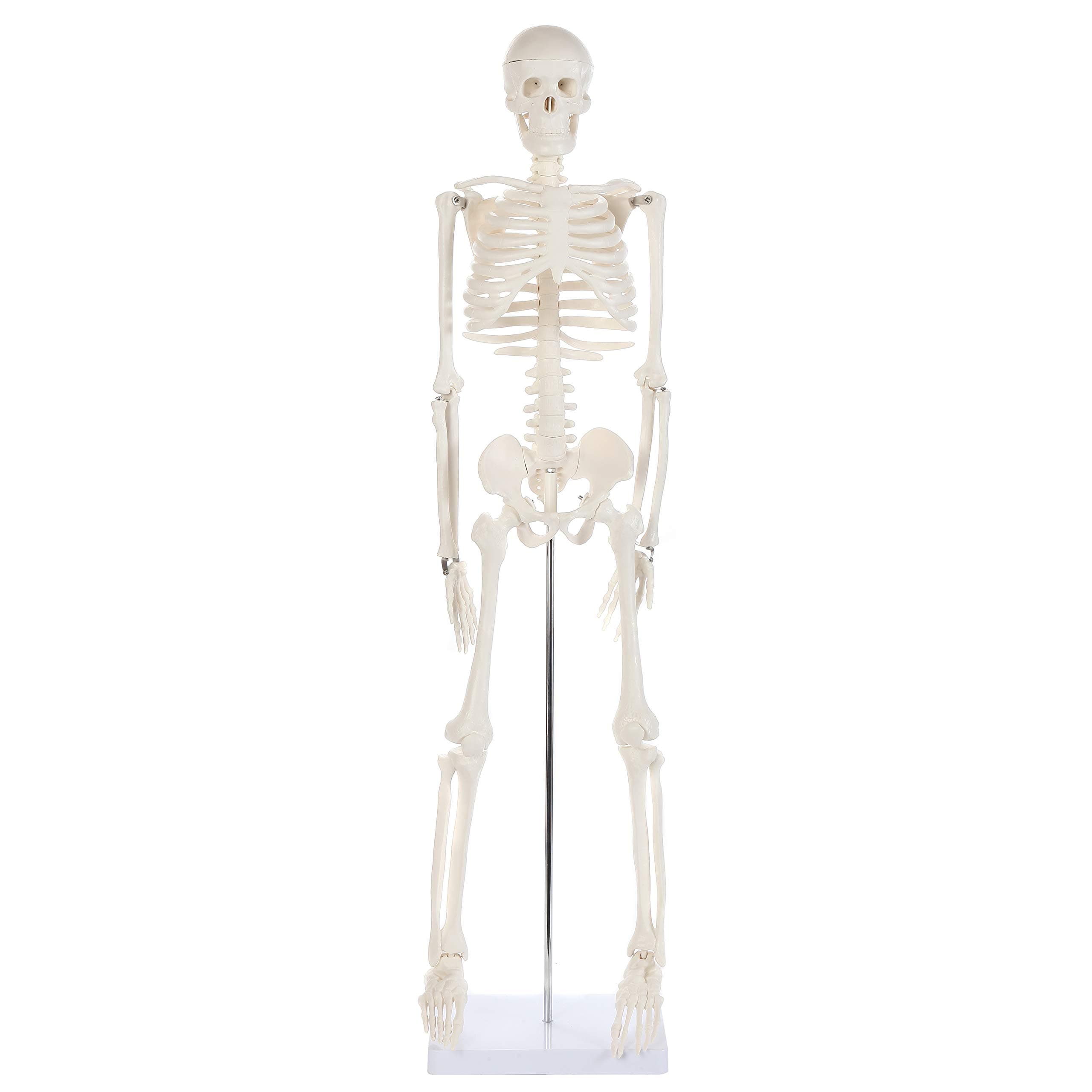 Anatomy Lab Human Skeleton Model, 34" Skeleton with Base, Movable Arms and Legs, and Detailed Human Bones. Durable Design Perfect for Students and Teachers