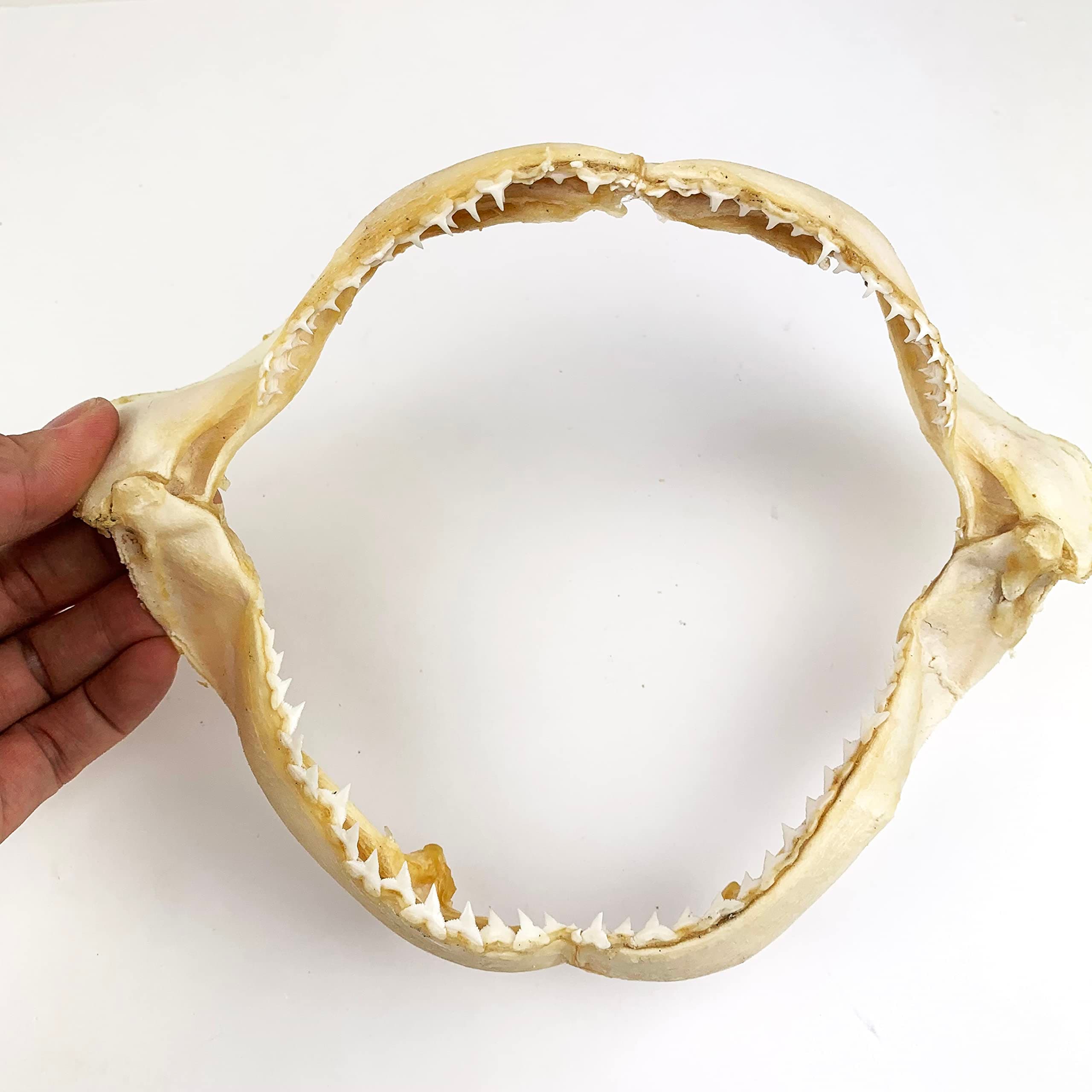 Heyiwell 1PC Shark Jaw with Teeth,Real Shark Jaw for Beach Theme Home Decor 6"~8" Inch