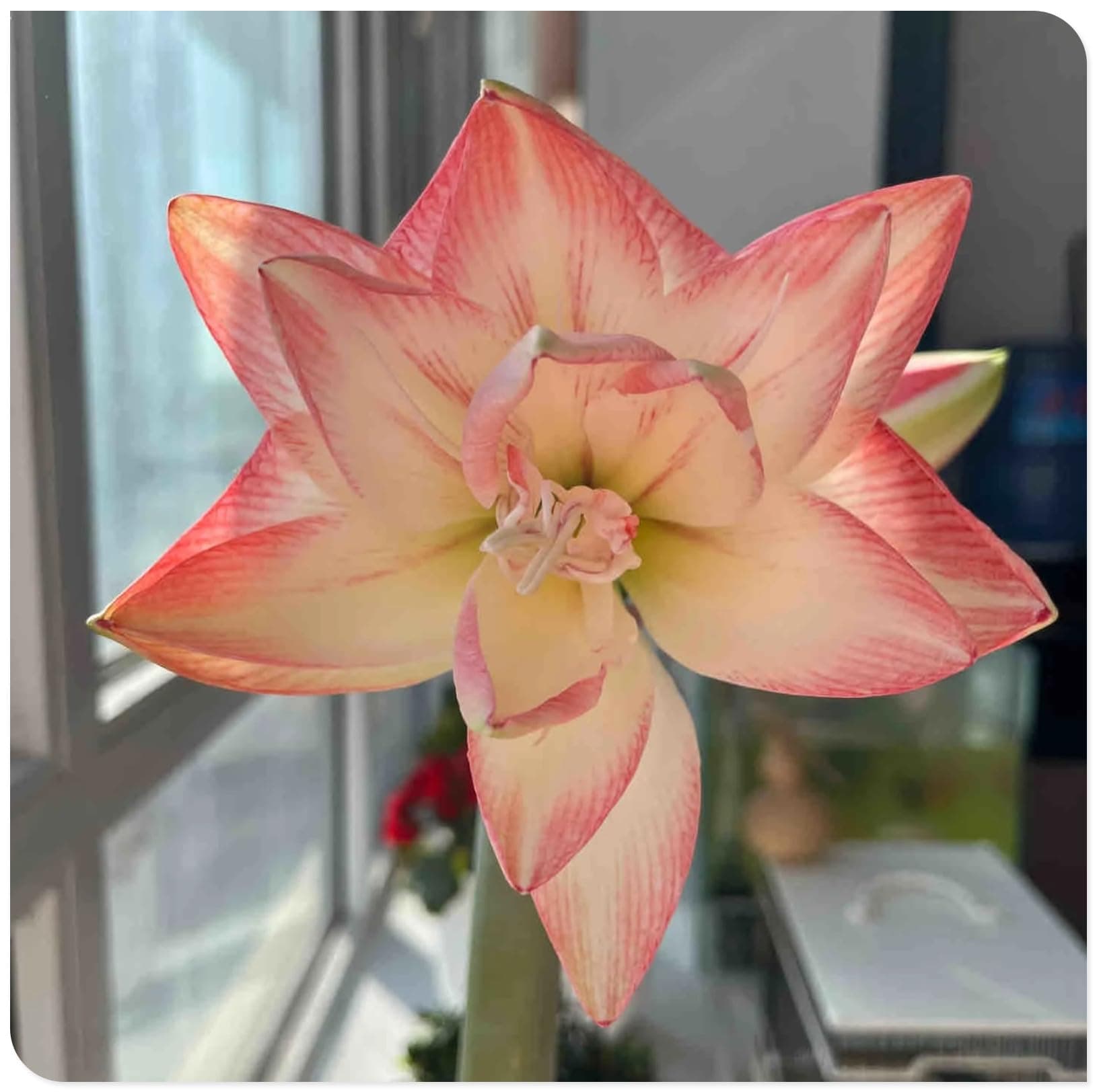 Amaryllis for Planting Now UK Perennial Good for Containers Excellent Display Plant Bulbs Ornamental Greening Flower Natural Organic Easy Plant Perennial -1bulb-L