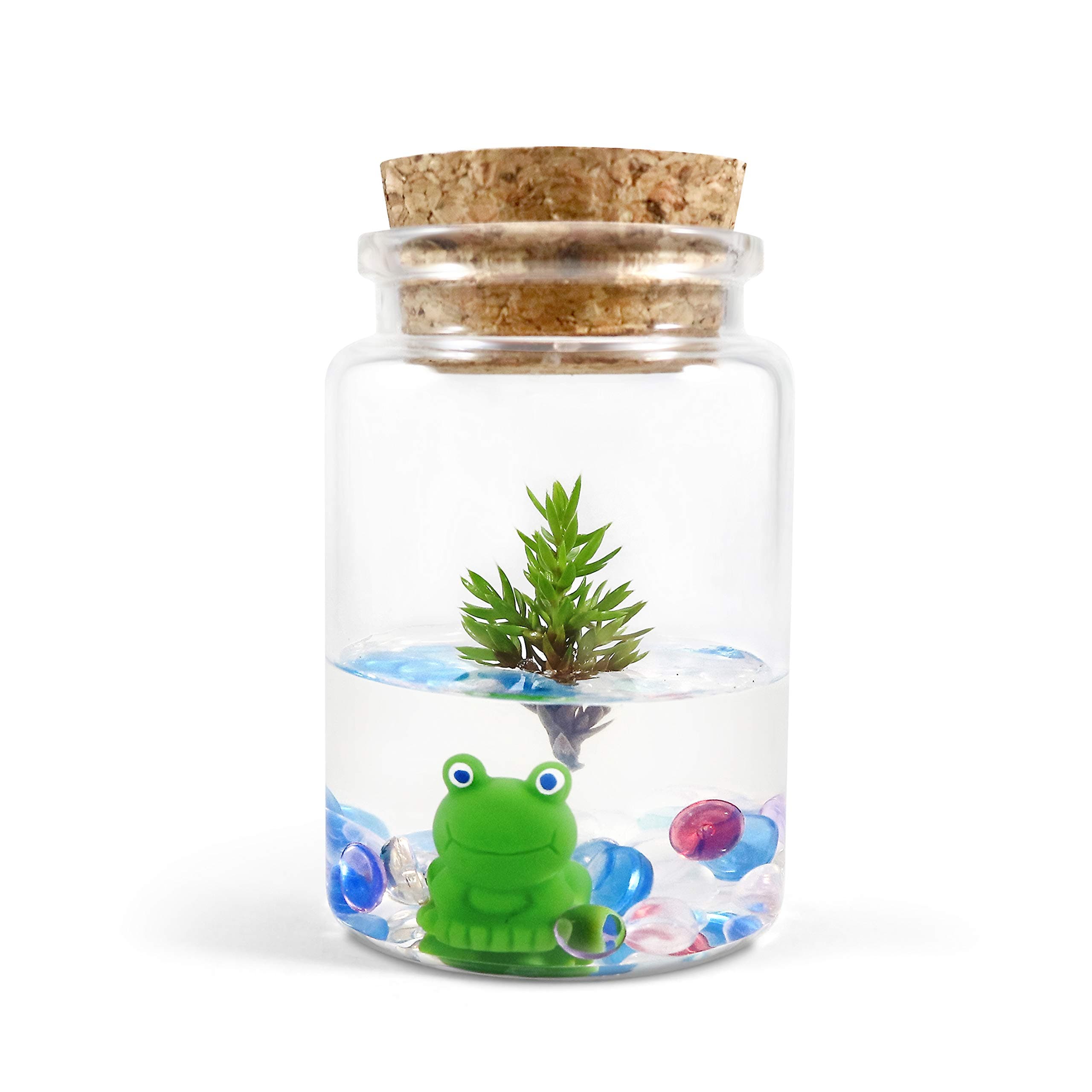 Live Tree Terrarium, Dwarf Japanese Garden Juniper x Frog, Real Live Plant, Maintenance Free