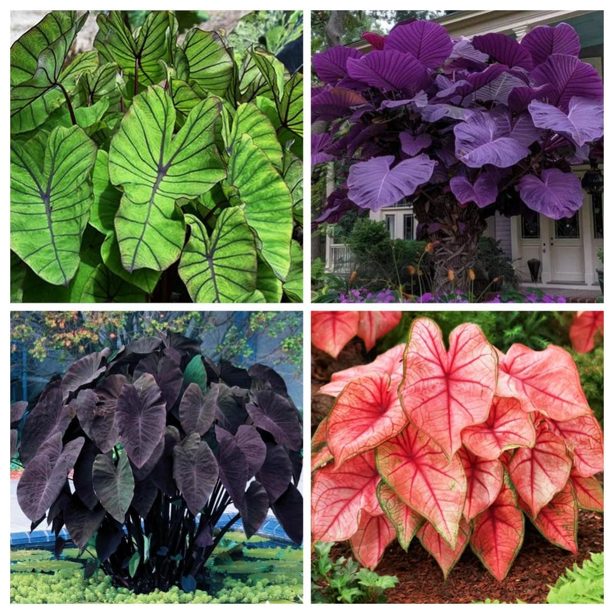 Large-Leaf Elephant Ear, Garden Decorative Planting-c-2 Bulbs