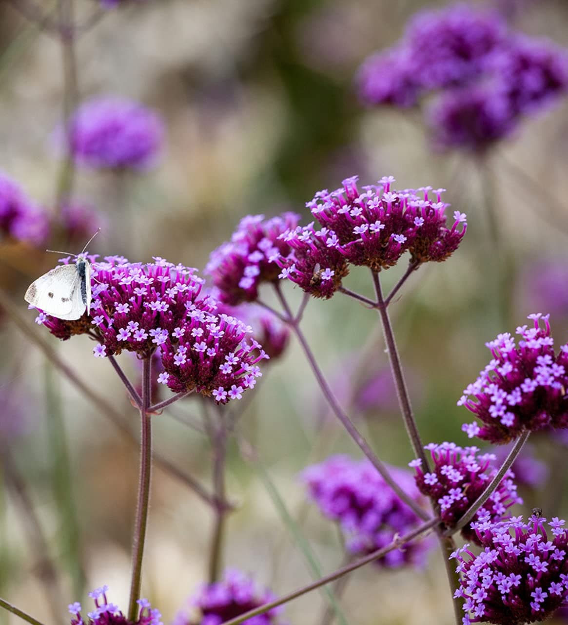 Pack x 6 Verbena Bonariensis 'Lollipop' Hardy Perennial Plug Plants