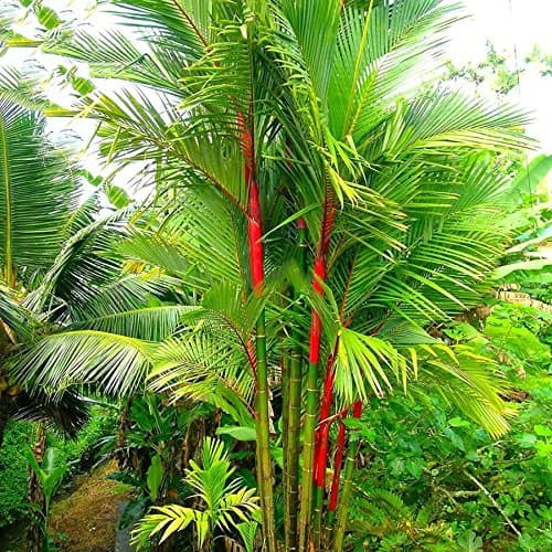 New Hierloom Lipstick Palm Cyrtostachys Renda Tree, 10 seeds, red sealing wax palm E3831