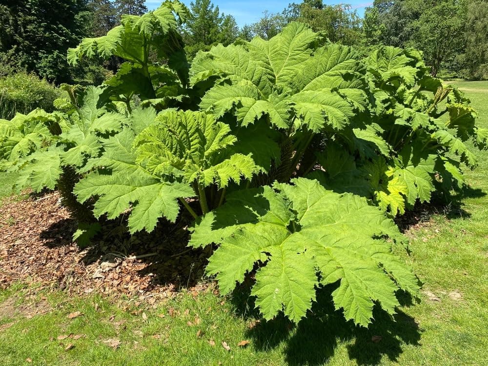 - Giant Rhubarb Seeds for Planting (30 Seeds) - Gunnera tinctoria - Stunning Garden Giant