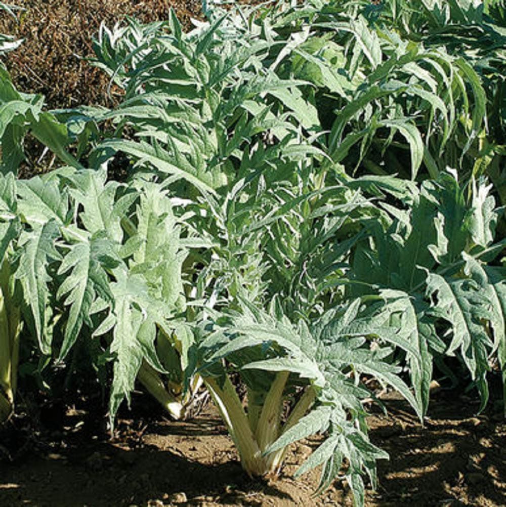 David's Garden Seeds Cardoon Porto Spineless 25 Non-GMO, Heirloom Seeds