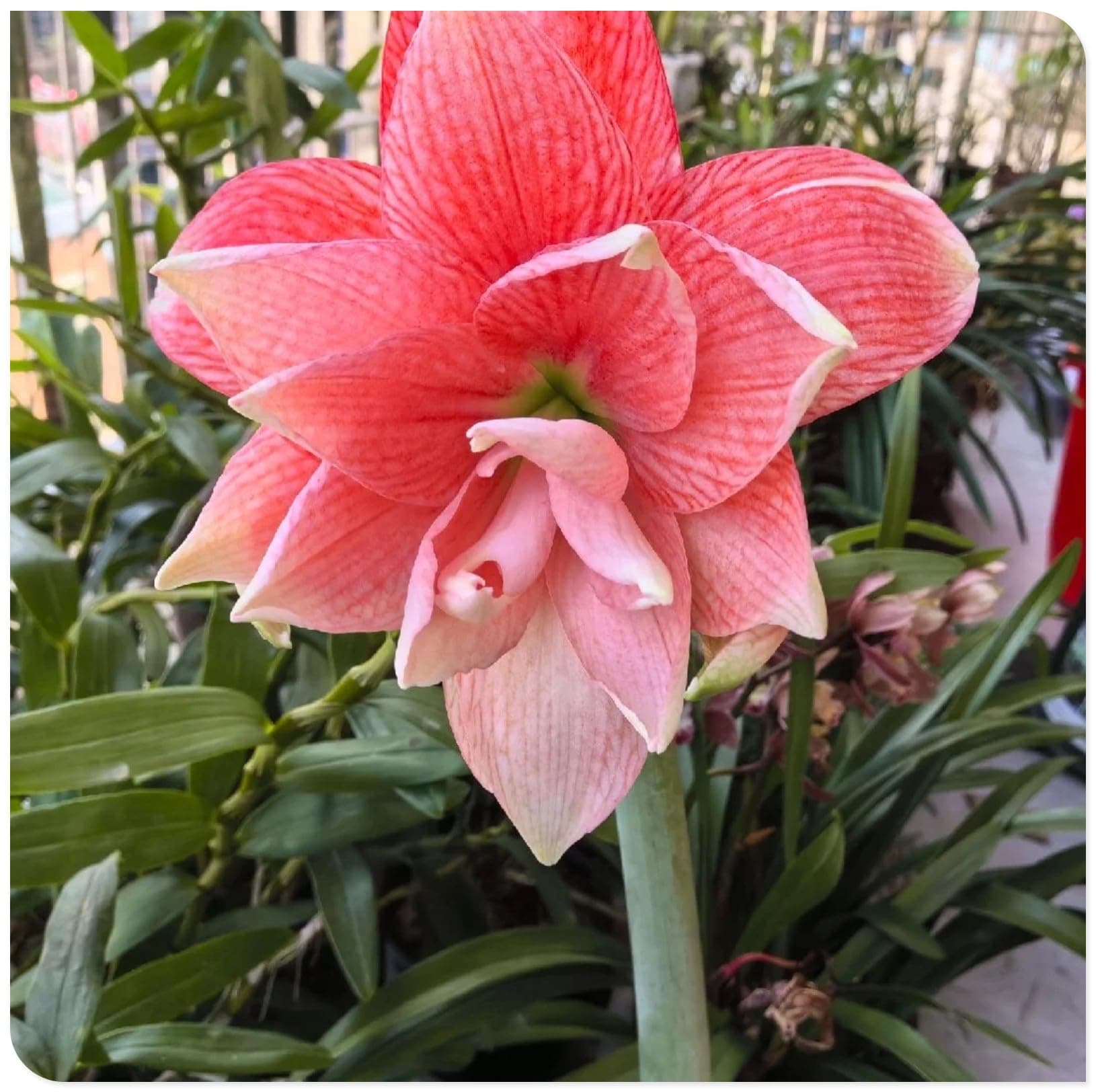 Amaryllis for Planting Now UK Perennial Good for Containers Excellent Display Plant Bulbs Ornamental Greening Flower Natural Organic Easy Plant Perennial -1bulb-D